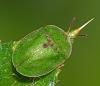 Cassida sp.
